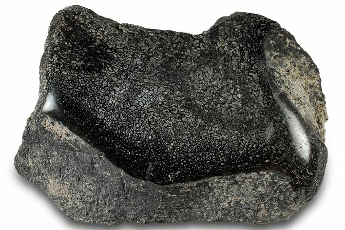 Polished Fossil Dinosaur Bone (Gembone) Section - Wyoming #309393
